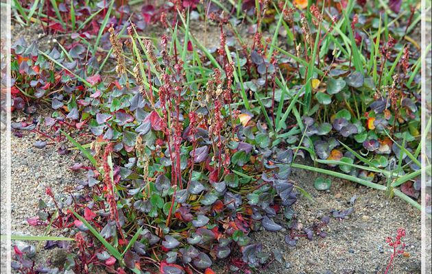 Petite oseille, Oxyrie à deux stigmates, Oxyrie de sorrel, Mountain sorrel, Qungulit (Oxyria digyna) - Pond Inlet - Baffin Island - Nunavut - Canada