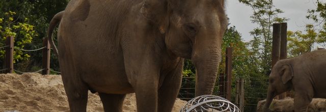 Eléphants d'Asie