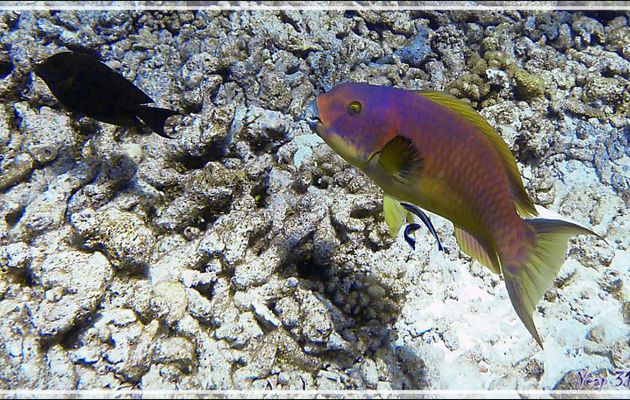 Perroquet prairie ou Perroquet lie de vin ou perroquet violet (??), Redlip or Ember parrotfish (Scarus rubroviolaceus) - Passe Tumakohua - Fakarava sud - Tuamotu - Polynésie française