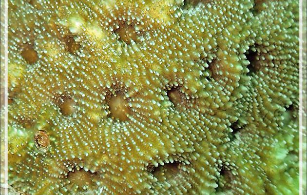 Corail : Cnidaire indéterminé - Spot Antsoha (Rocher 4ème Frère) - Tsarabanjina - Mitsio - Madagascar