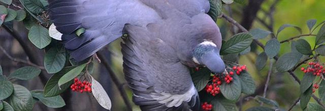 Le repas du pigeon ramier (ou palombe)