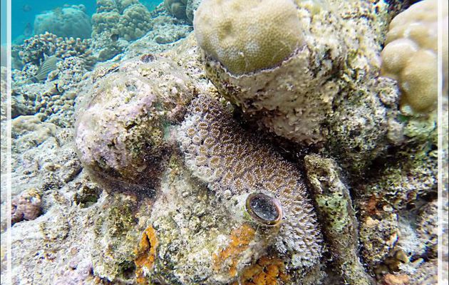 Snorkeling : Corail piquant, Corail cristal, Starburst coral, Grass coral (Galaxea fascicularis) - Moofushi - Atoll d'Ari - Maldives