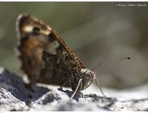 Siléne (Brintesia circe) - Nymphalidae