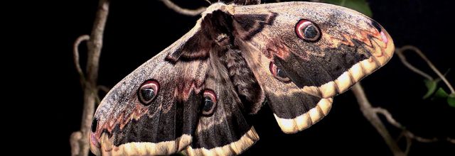 Le grand paon de nuit (Saturnia pyri)