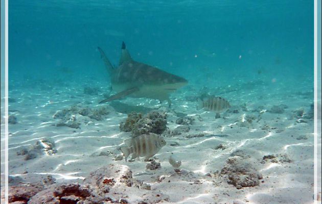 Requin pointes noires, Blacktip reef shark (Carcharhinus melanopterus) - Pension Kuriri - Maupiti - Polynésie française