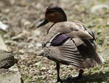 Canard des Philippines