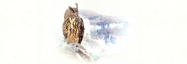 Le hibou grand-duc en phodessins