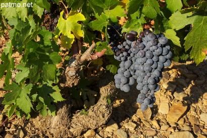 Nuitée du rosé samedi 8 août 2015