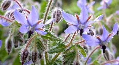 plantes   sauvages 