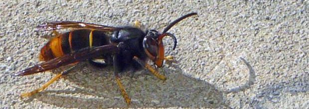 Frelon asiatique - Asian hornet