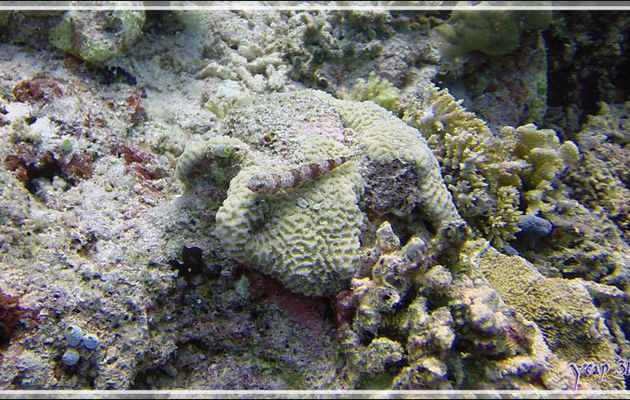 Gobies ? - Kuda Faru Thila - Atoll d'Ari - Maldives