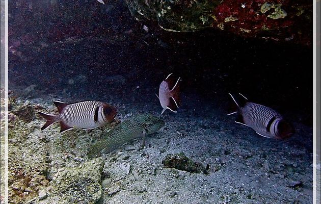 Poisson-soldat ou Marignan poklé, Blacktip soldierfish, Splendid squirrelfish (Myripristis botche), Mérou camouflage ? (Epinephelus polyphekadion) - Petit Castor - Tsarabanjina - Mitsio - Madagascar
