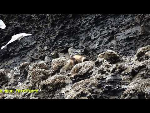 La chasse du renard polaire (Isatis) dans les falaises de Diskobukta Bay - Edgeøya - Svalbard - Norvège