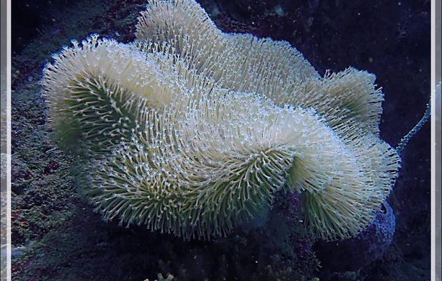 Corail champignon, Toadstool coral (Sarcophyton glaucum) - Spot de plongée "Sugar Man" - Nosy Tsarabanjina - Archipel Mitsio - Madagascar