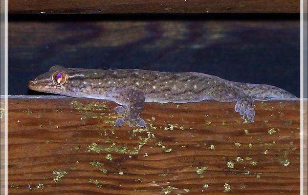 Geckos Margouillats adulte et juvénile - Huahine - Polynésie française