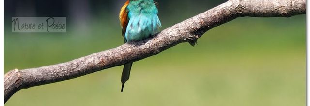 La pensée du jour (242)