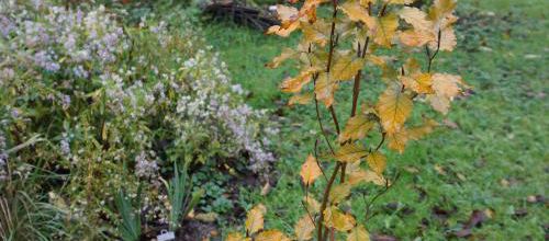 Fagus sylvatica 'Red Obelisk'