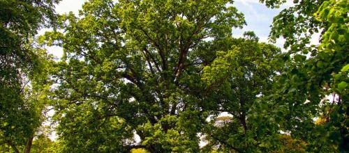 Les arbres de Versailles...