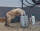 Hydrater .... Et pondre ....