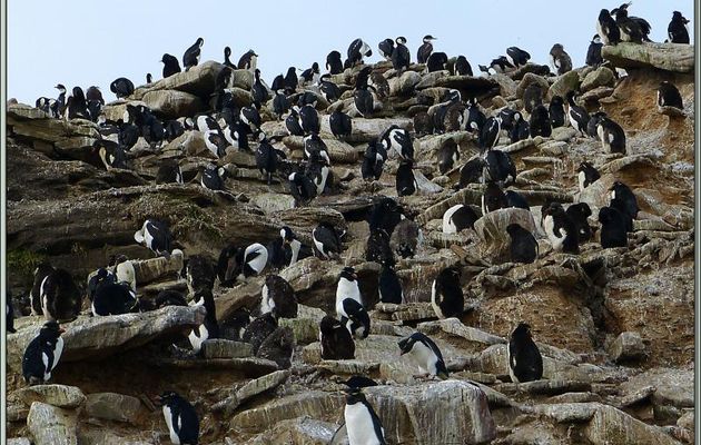 Les Gorfous sauteurs partagent leur falaise avec les Cormorans impériaux - Saunders Island - Falkland Islands, Iles Malouines, Islas Malvinas