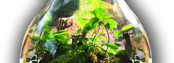 ѼVegetation