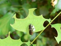 Abeilles solitaires Mégachiles