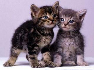 Chatons mignons
