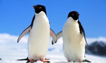 Période 3: les animaux du Pôle Nord