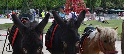 La photo du weekend : Les ânes du Champ de Mars