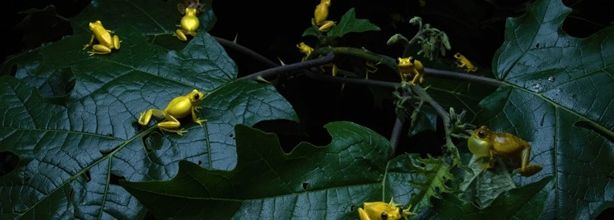 Photographies animalières ... 