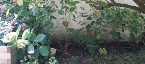  hydrangea 'diamond rouge' 