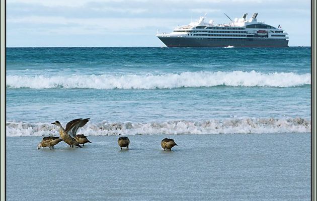 Canard huppé (Lophonetta specularioides) - Volunteer Point - Falkland Islands, Iles Malouines, Islas Malvinas