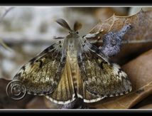 Bombyx disparate, Lymantria dispar L. 