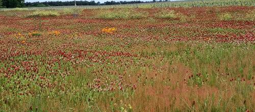 CR / MARCHE 10 / LEOGNAN BONOIS