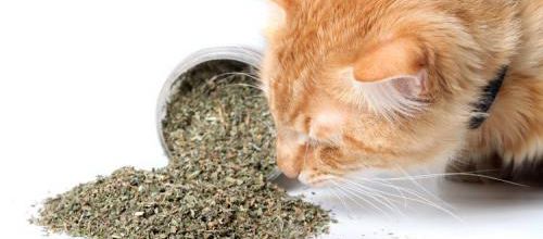 Guide pratique sur la médecine alternative pour animaux