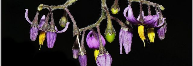 Morelle Douce-Amère (1) - Solanum dulcamara