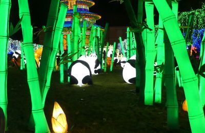Les pandas, au Festival des lanternes chinoises à Gaillac...