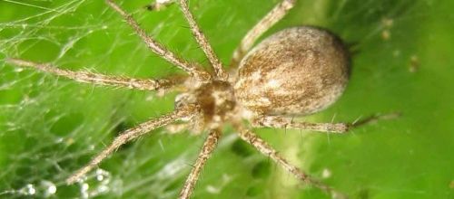 Agelena labyrinthica  ou Allagelena gracilens 