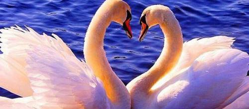 CYGNES