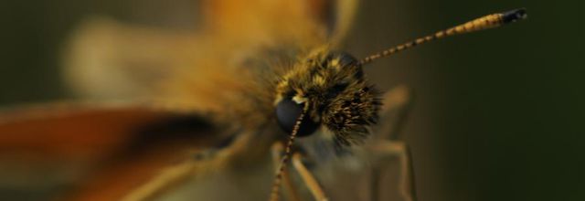 Papillonner !