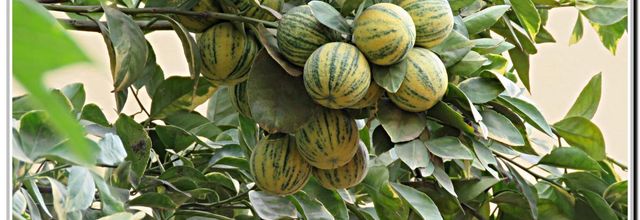 FRUITS  DU  SENEGAL 