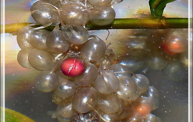 Grappe d’œufs d'alyte (crapaud accoucheur, Alytes obstetricans) et têtard âgé de 1 minute - Lartigau - Milhas - 31