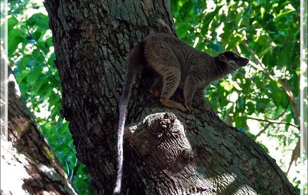 Lémur fauve ou brun, Maki brun, Brown Lemur (Eulemur fulvus) - Nosy Tanikely - Madagascar