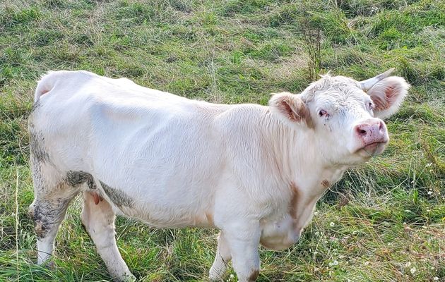 Ulky et les vaches de mon voisin