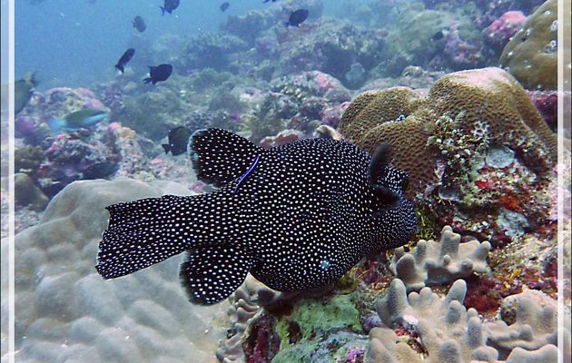 Tétrodon moucheté, Poisson ballon pintade, Poisson ballon moucheté, Guineafowl puffer, White spotted puffer (Arothron meleagris) - Moofushi - Atoll d'Ari - Maldives
