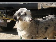 Chiots Border Collies...