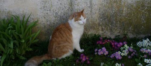 Un chat , du soleil et des fleurs .