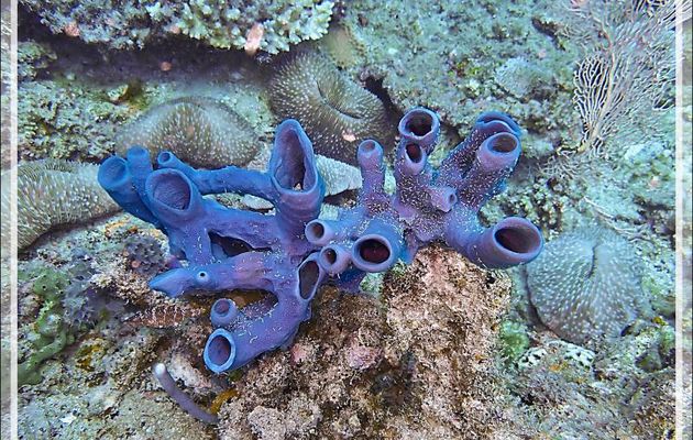 Superbe Éponge tubulaire bleu violacé (Amphimedon sp.) - Antsoha (Rocher 4ème Frère) - Tsarabanjina - Mitsio - Madagascar