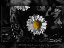 Paquerettes (Bellis perennis)
