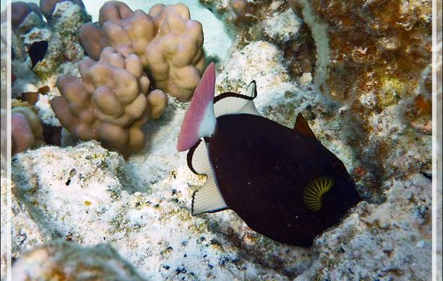Baliste à queue rose ou Baliste veuf, Pinktail triggerfish (Melichthys vidua) - Lagon de la Pension Kuriri - Maupiti - Polynésie française